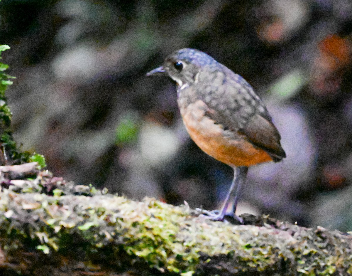 Мурашниця гватемальська - ML645503595