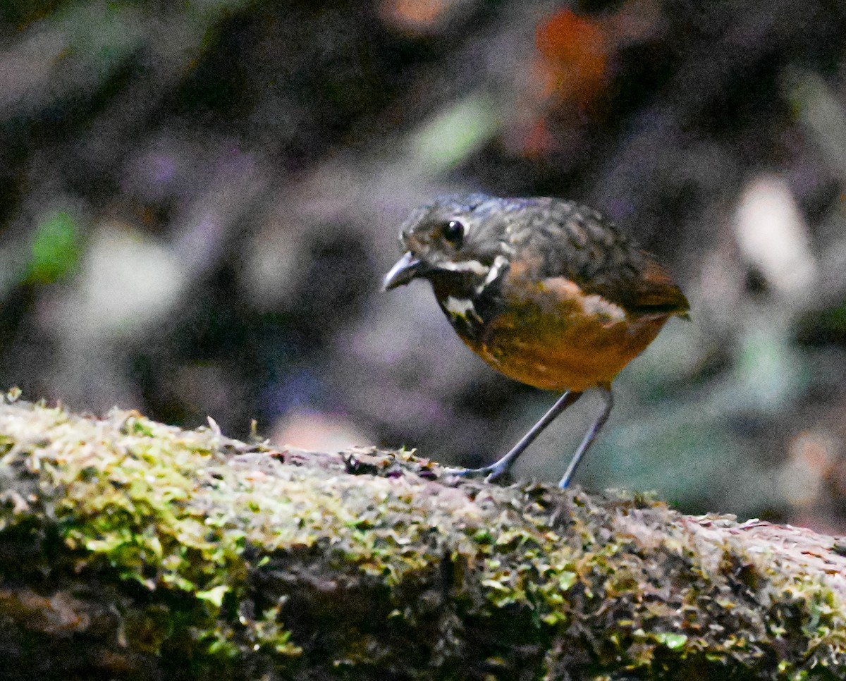 Мурашниця гватемальська - ML645503596