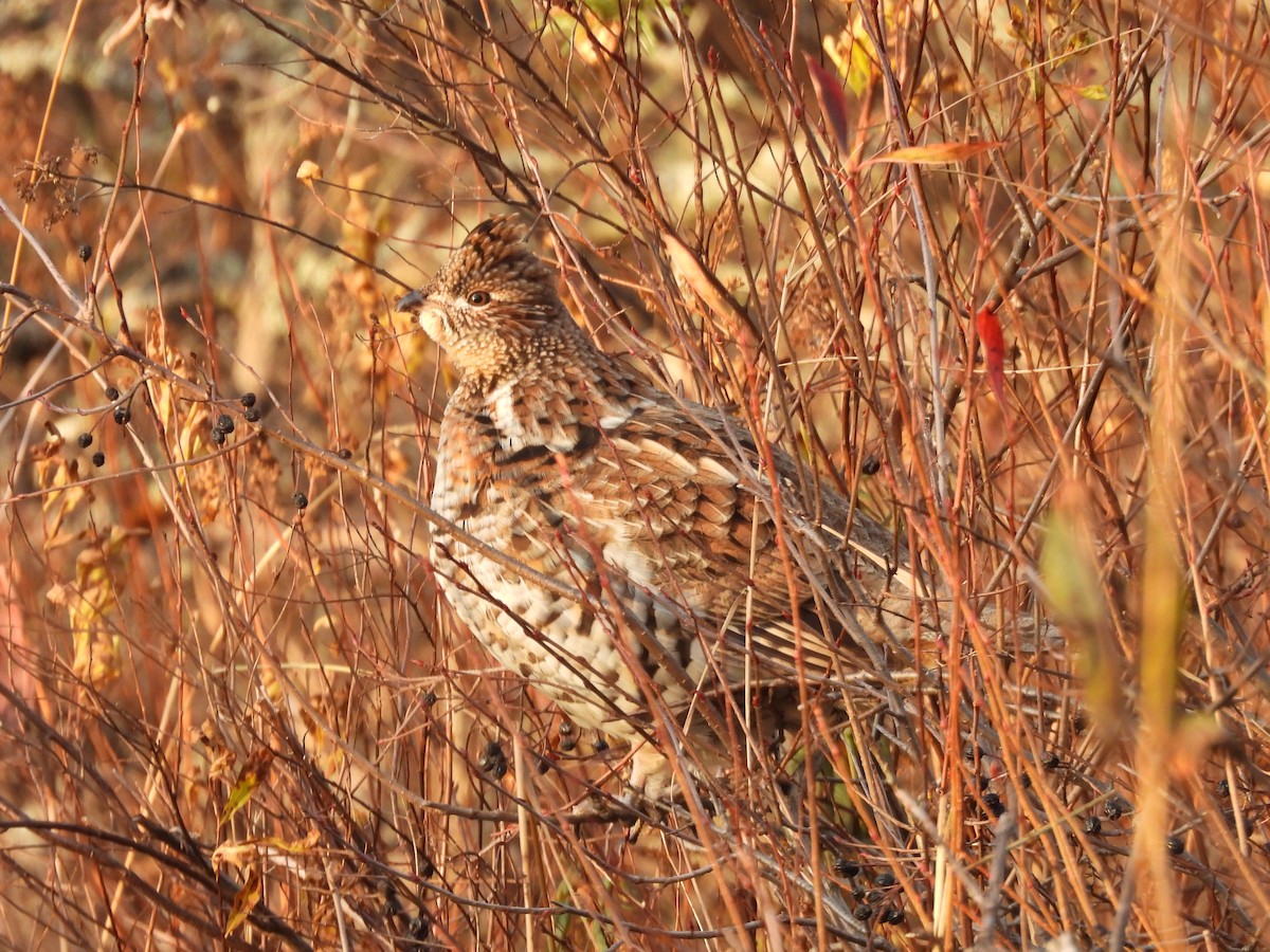 Ruffed Grouse - ML645503601