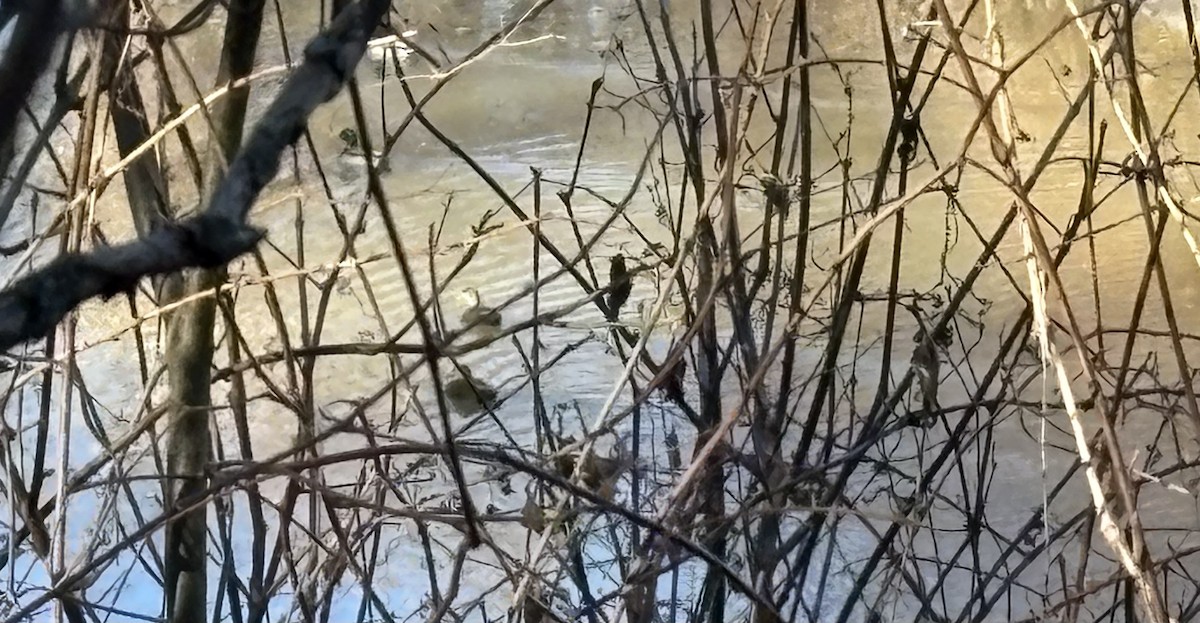 American Black Duck - ML645503609