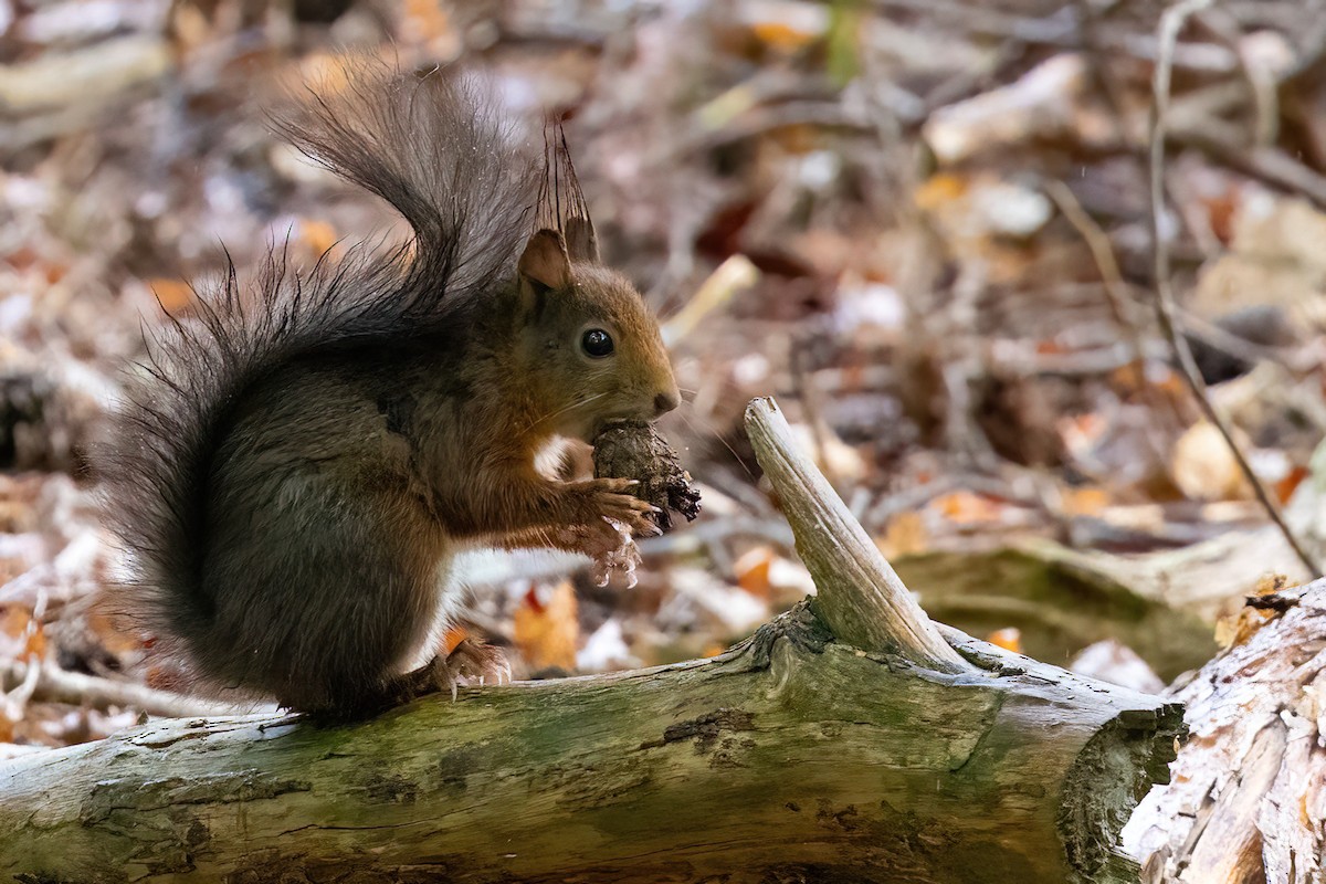 Eurasian Red Squirrel - ML645503615