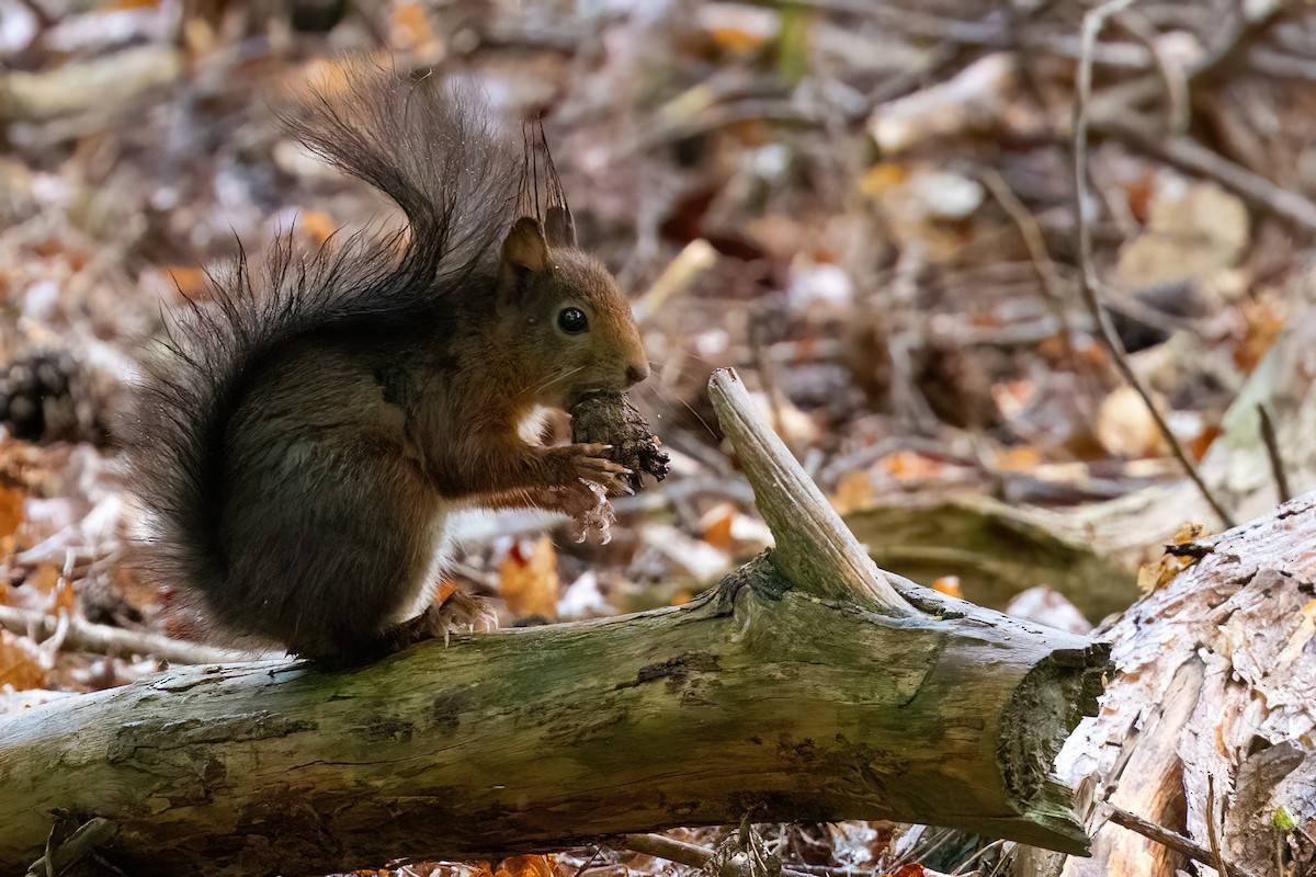 Eurasian Red Squirrel - ML645503617