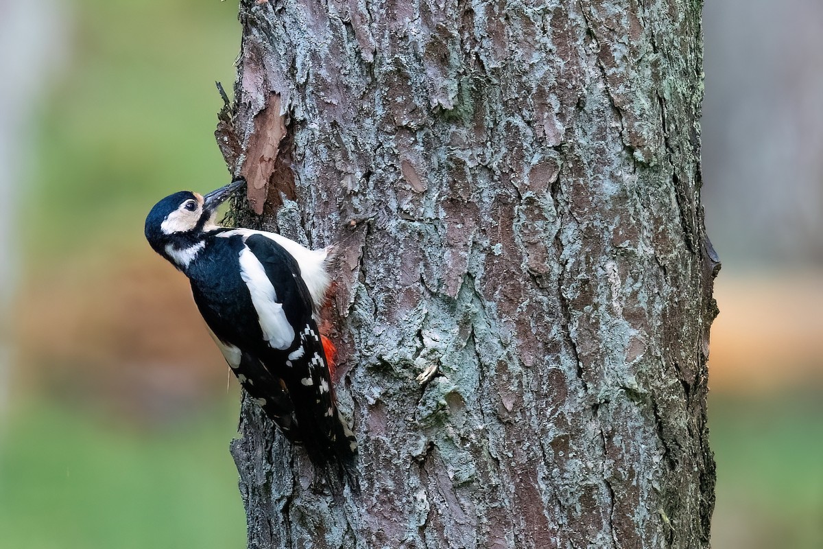 Okil handia (handia) - ML645503620