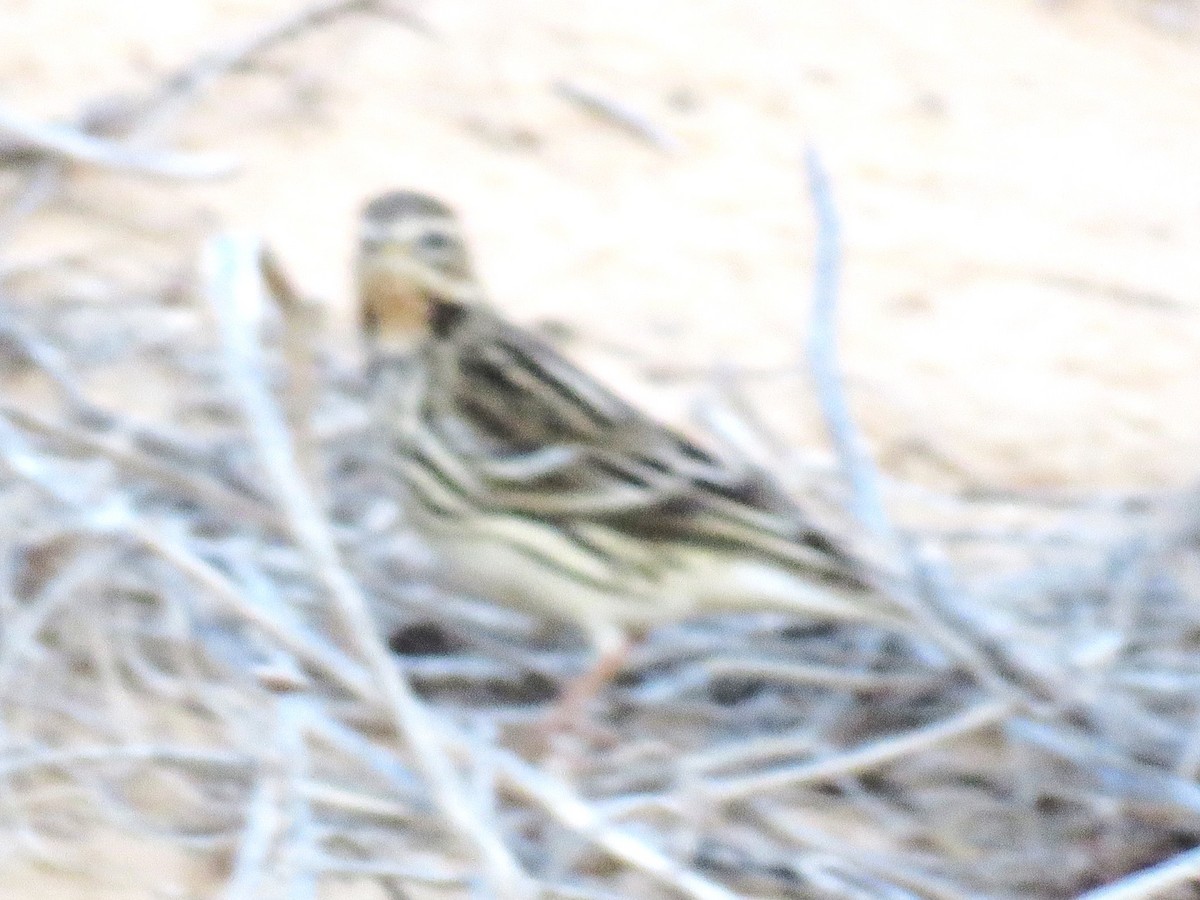 Red-throated Pipit - ML645503629