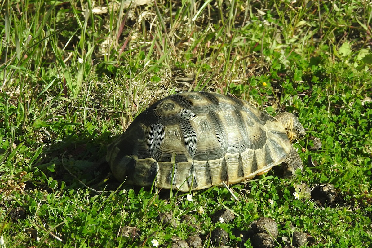 Afrikanische Schnabelbrustschildkröte - ML645503634