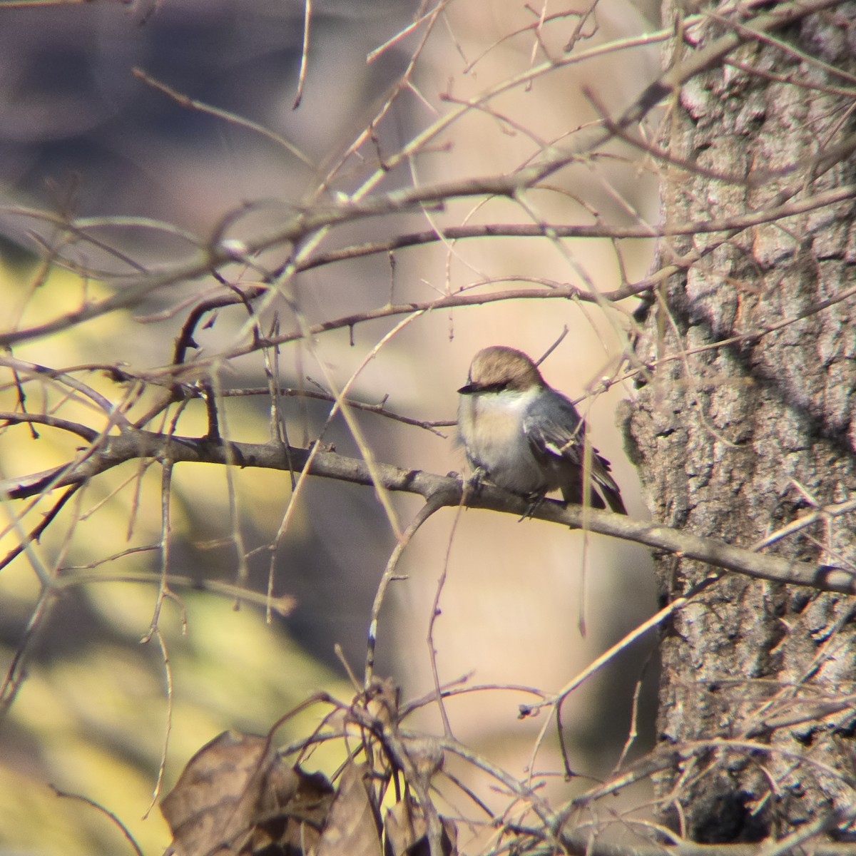 Sittelle à tête brune - ML645503635