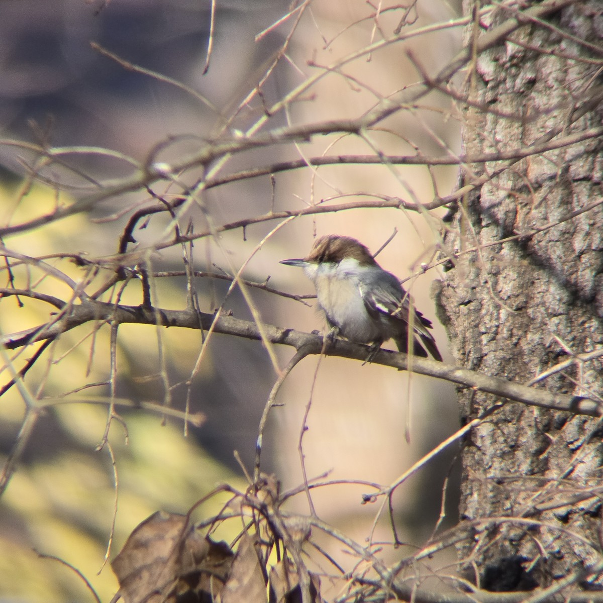 Sittelle à tête brune - ML645503636