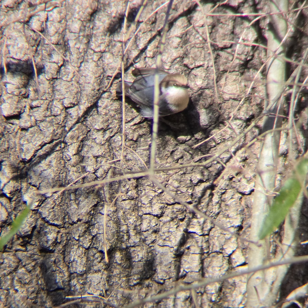 Sittelle à tête brune - ML645503637