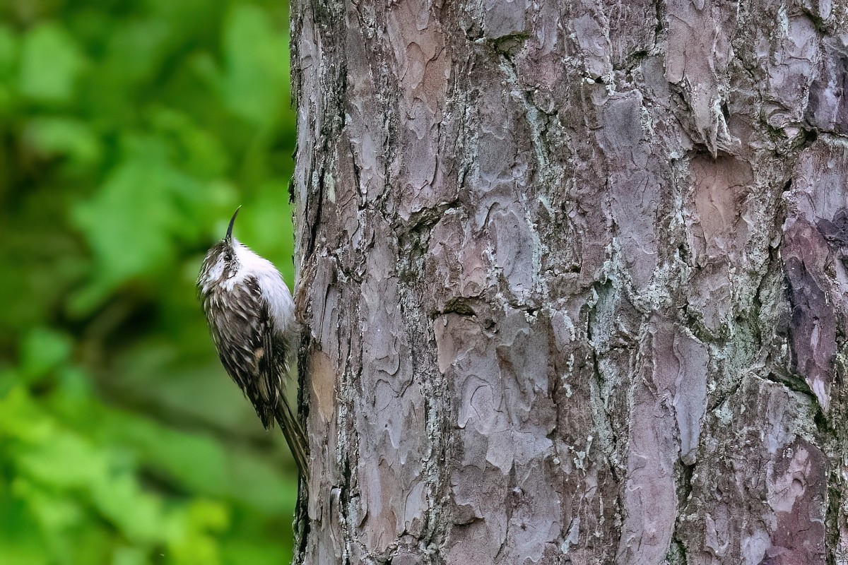 Short-toed Treecreeper - ML645503646