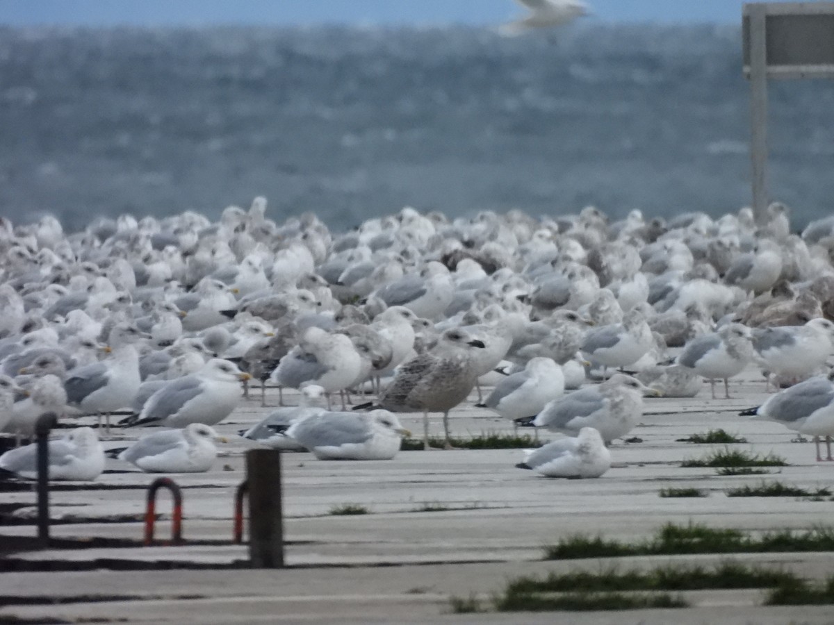 Büyük Kara Sırtlı Martı - ML645503649