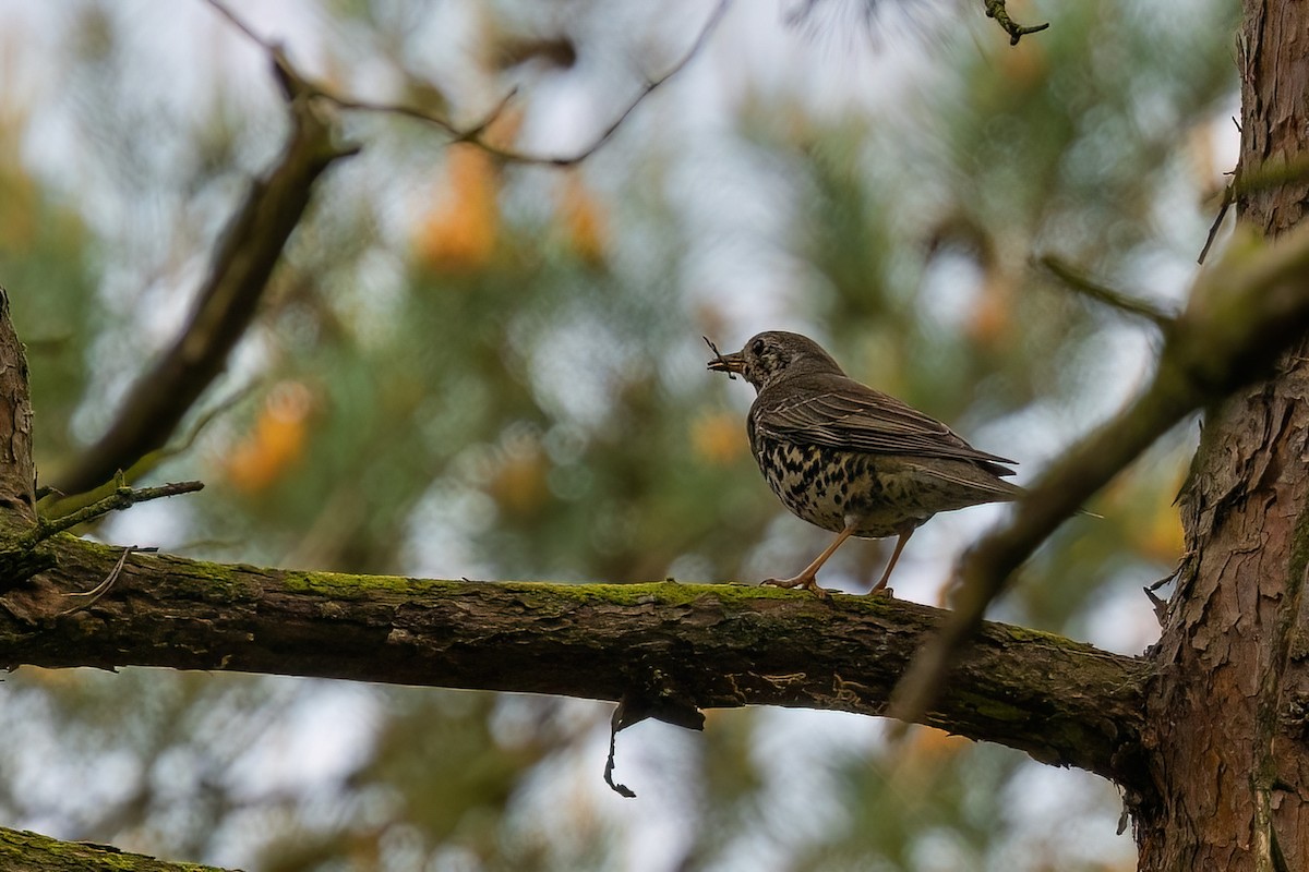 Grive draine - ML645503656