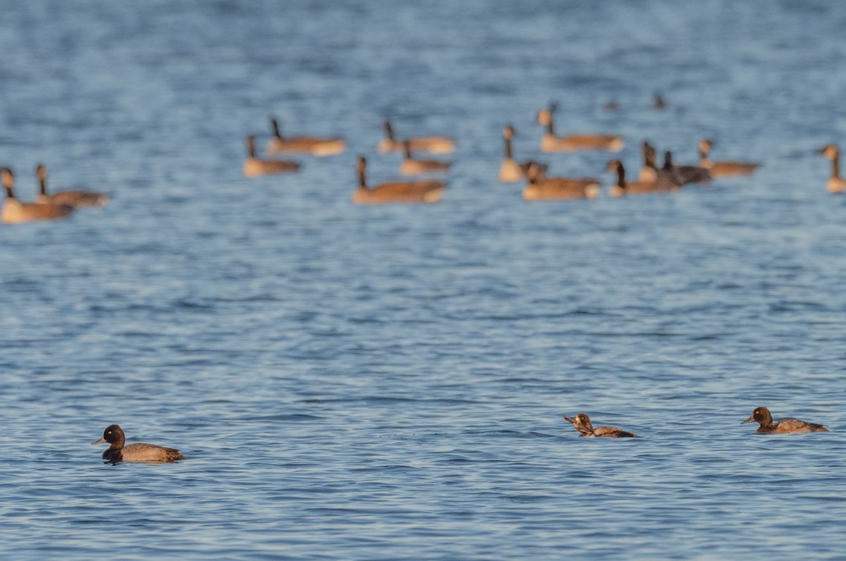 スズガモ - ML645503660