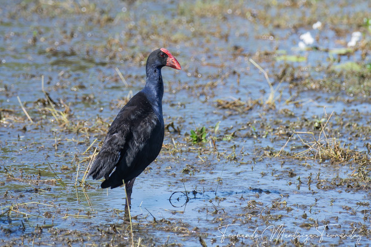 Australasian Swamphen - ML645503665
