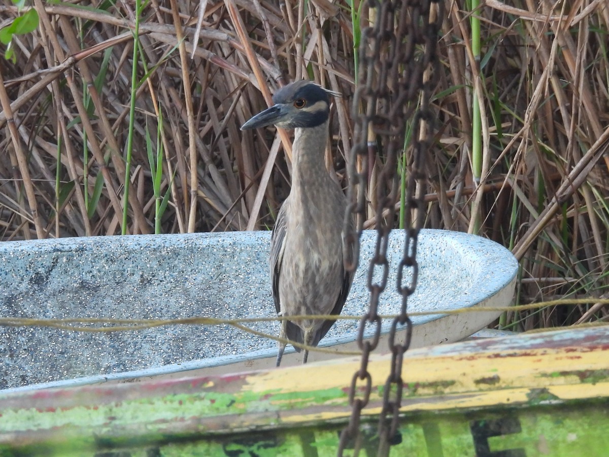Yellow-crowned Night Heron - ML645503671