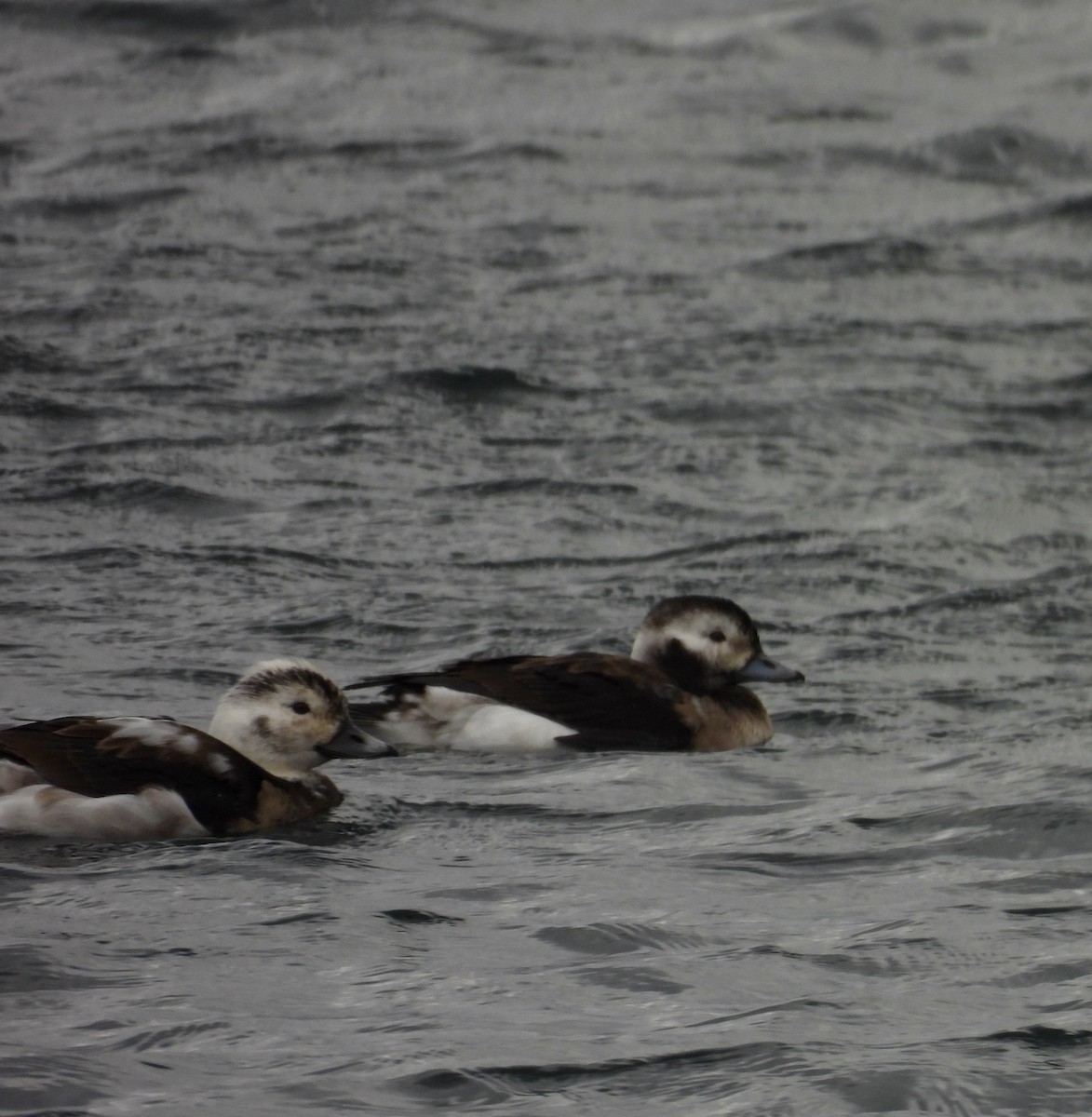 Long-tailed Duck - ML645503672
