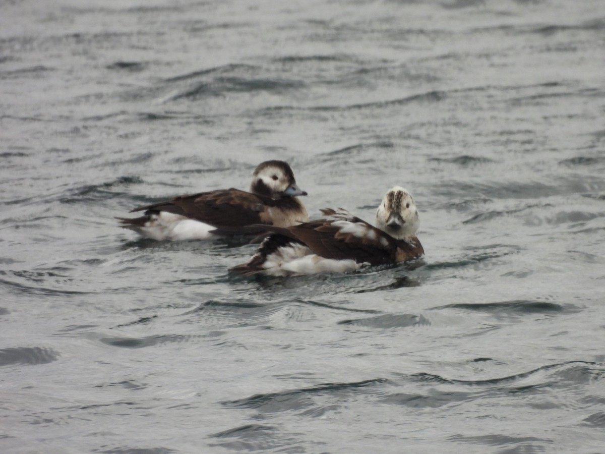 Long-tailed Duck - ML645503673