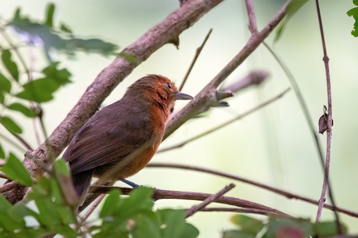 Blackish Antbird - ML645503681