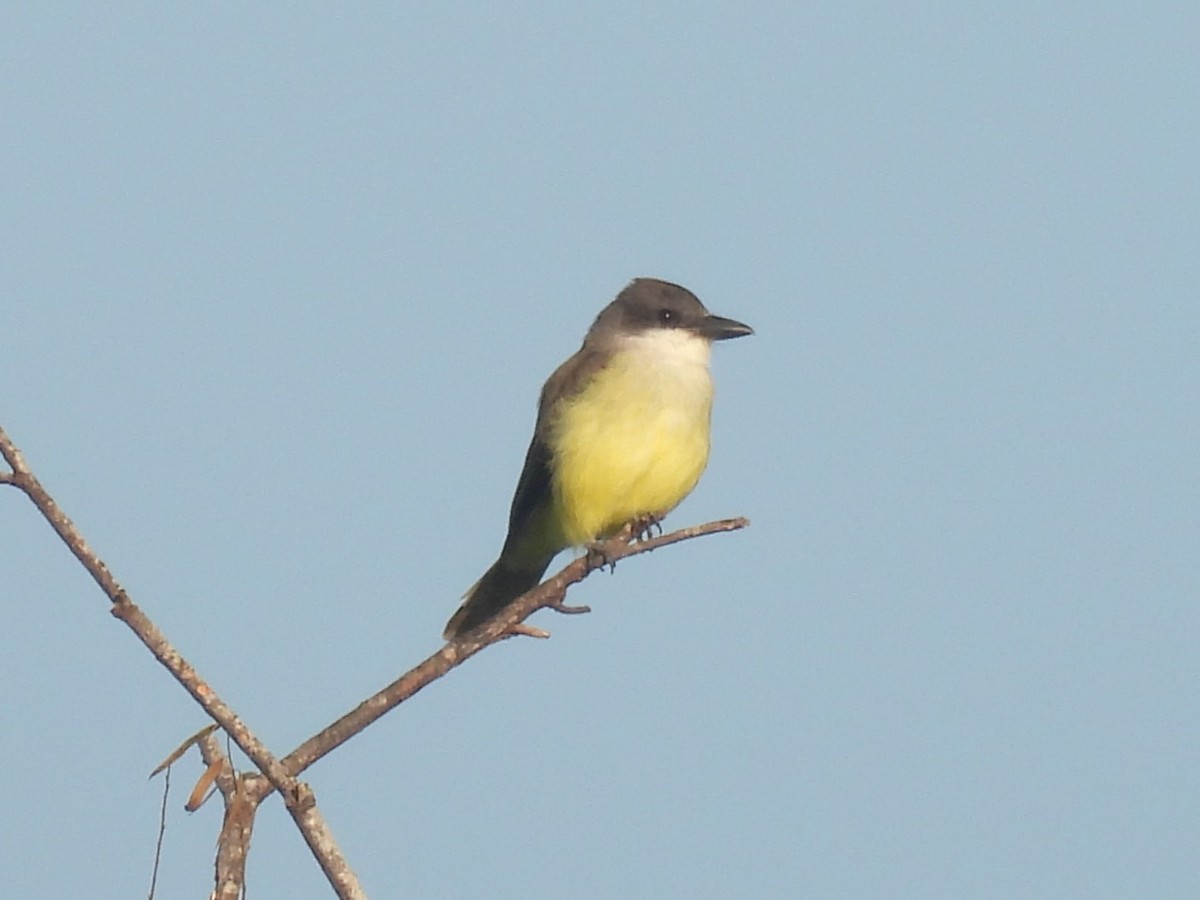 Thick-billed Kingbird - ML645503689