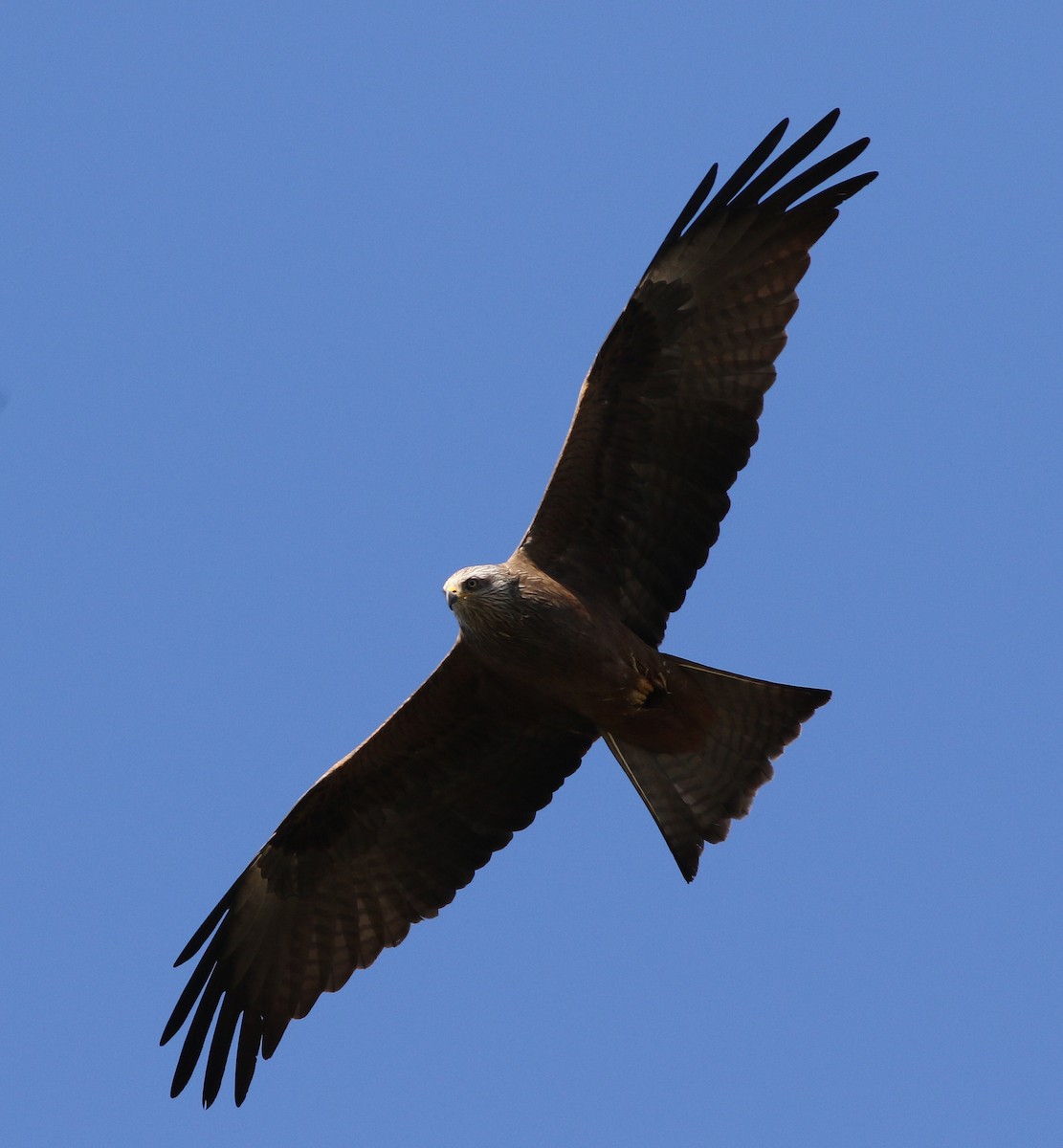 Black Kite - ML645503693