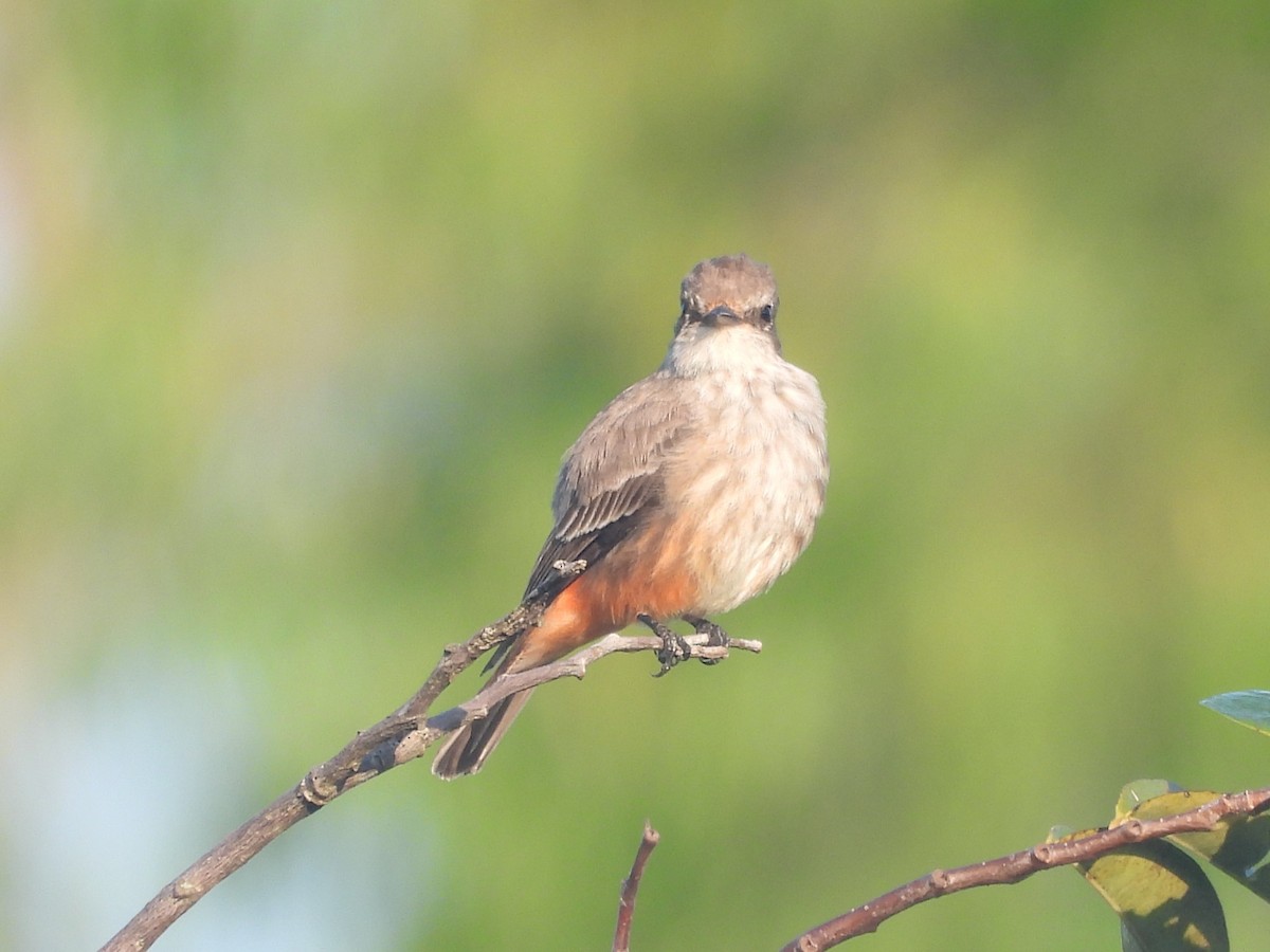 Vermilion Flycatcher - ML645503697