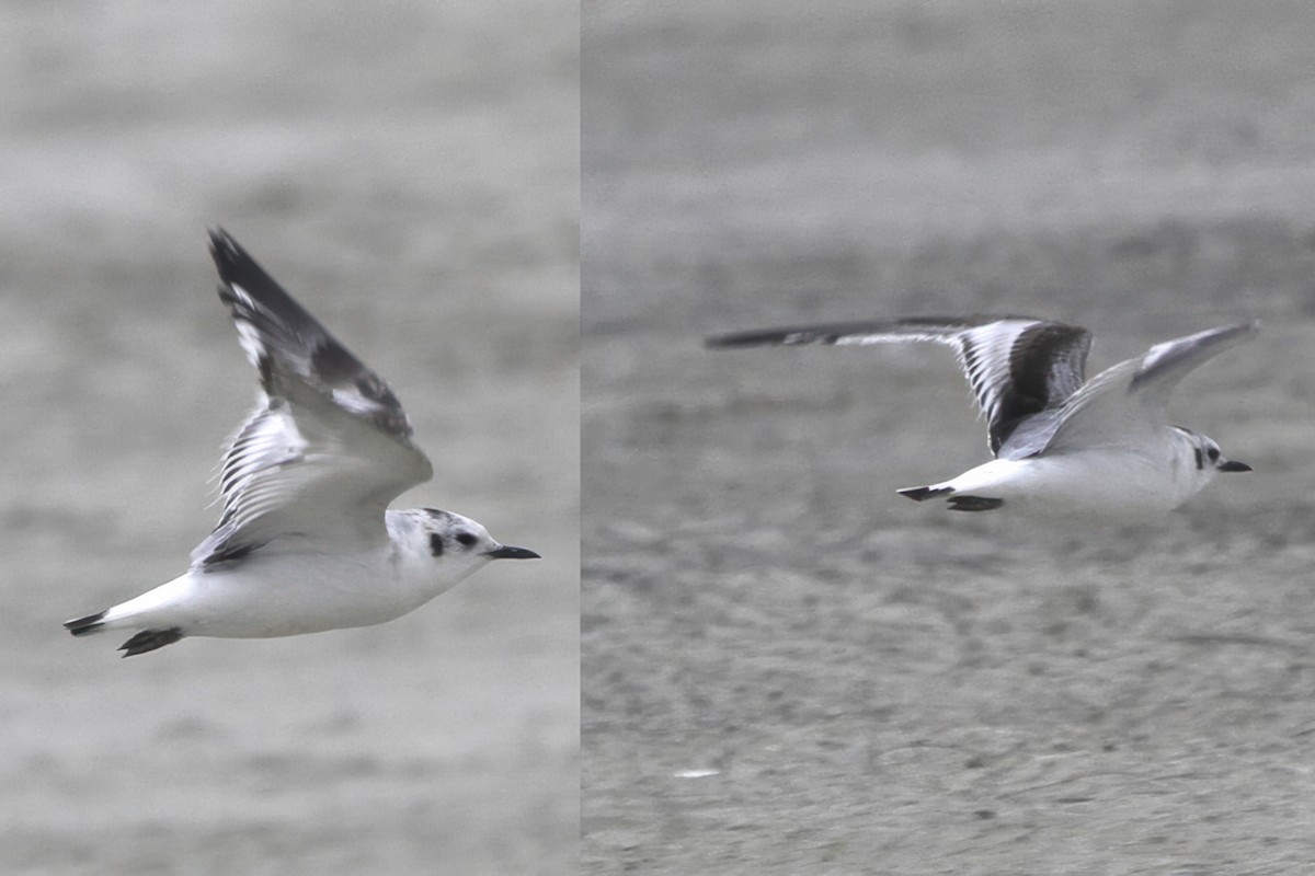 Little Gull - ML645503698