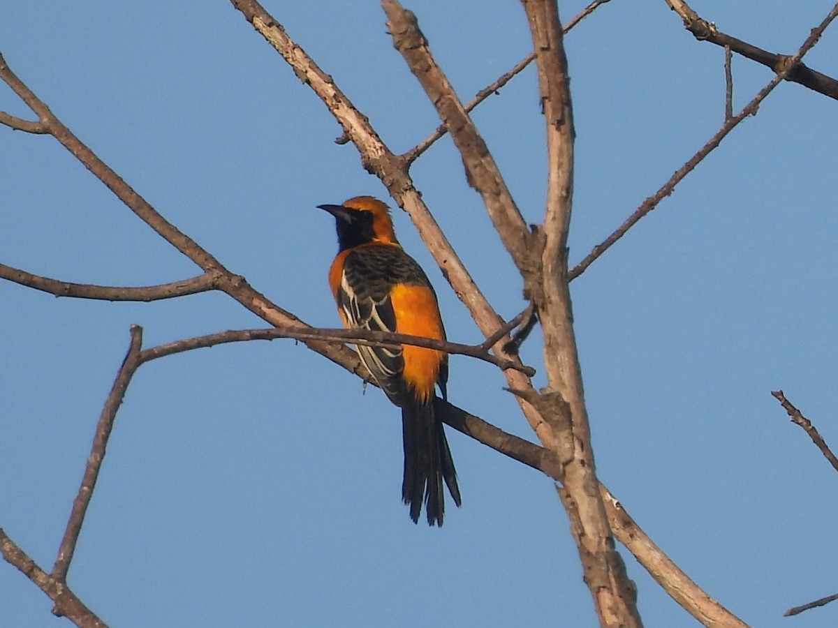 Hooded Oriole - ML645503703