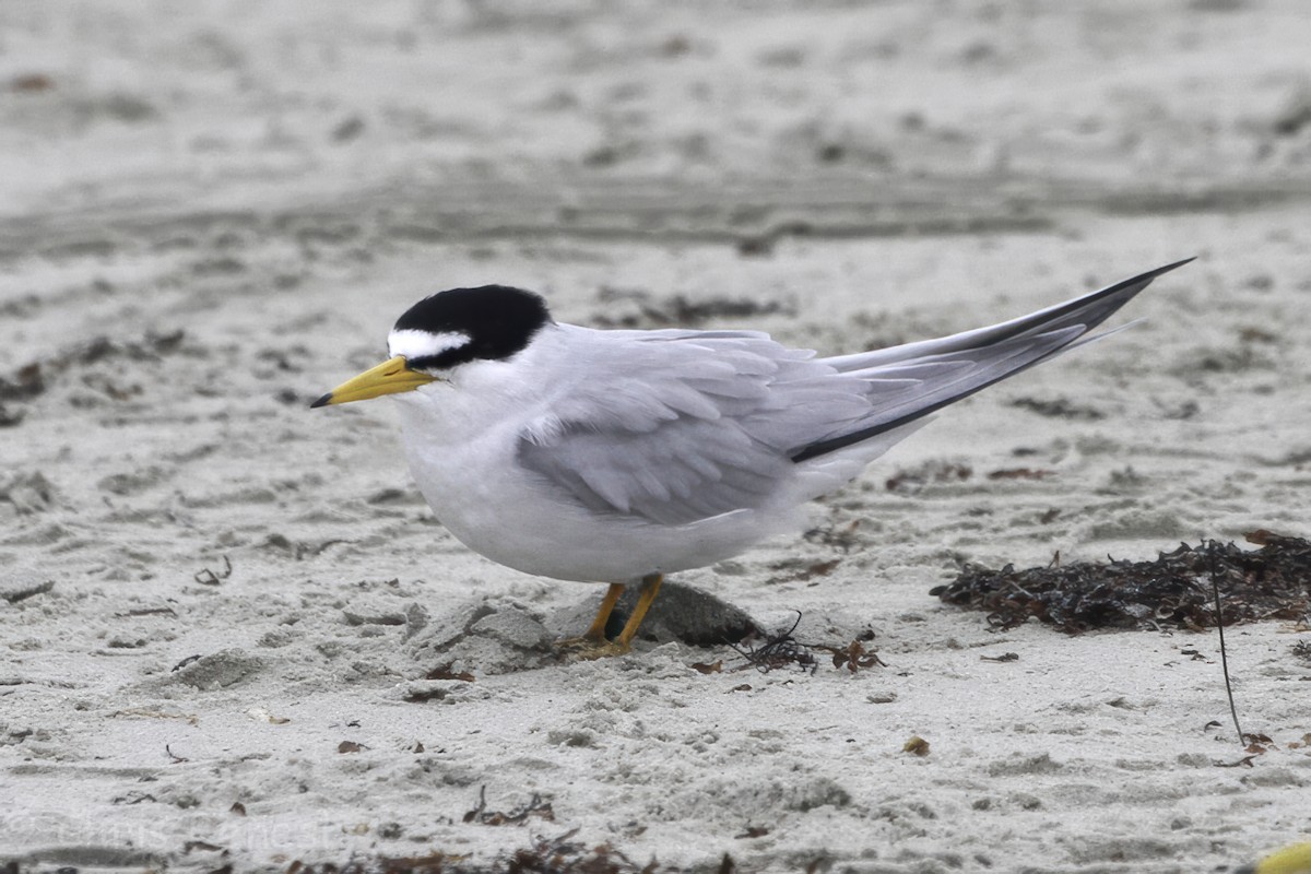 Least Tern - ML645503706