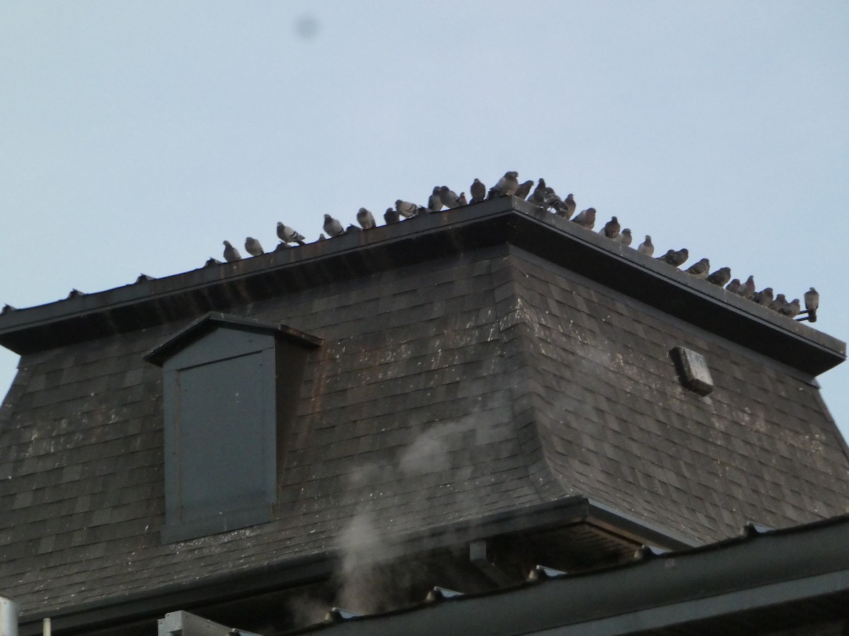 Rock Pigeon (Feral Pigeon) - ML645503712