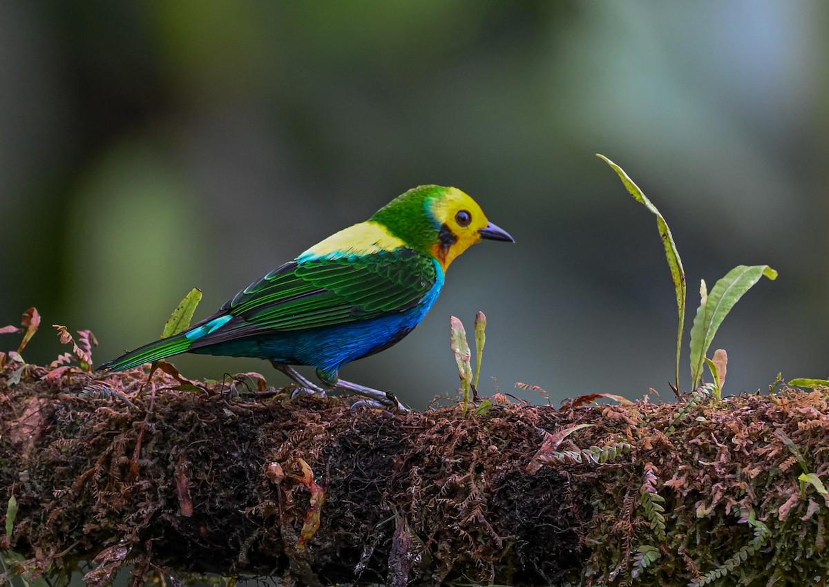 Multicolored Tanager - ML645503714