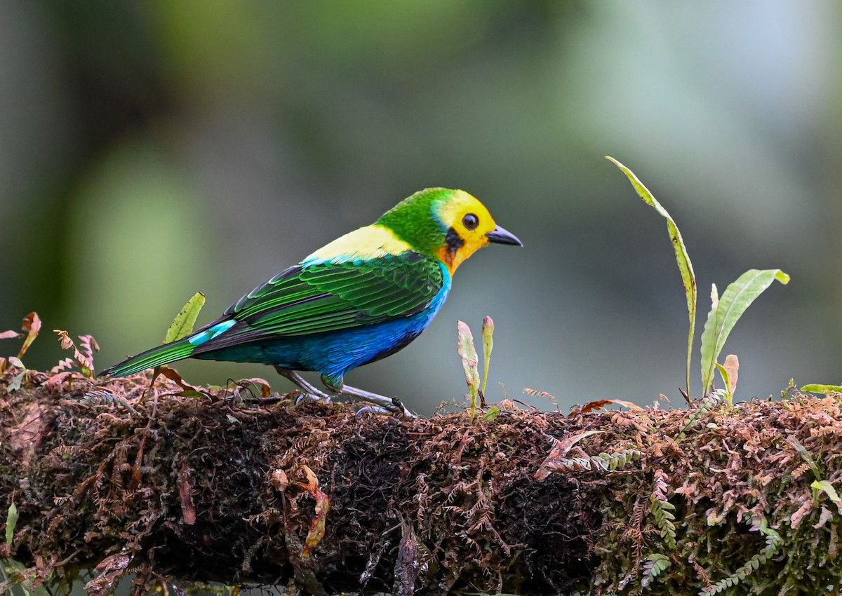 Multicolored Tanager - ML645503715