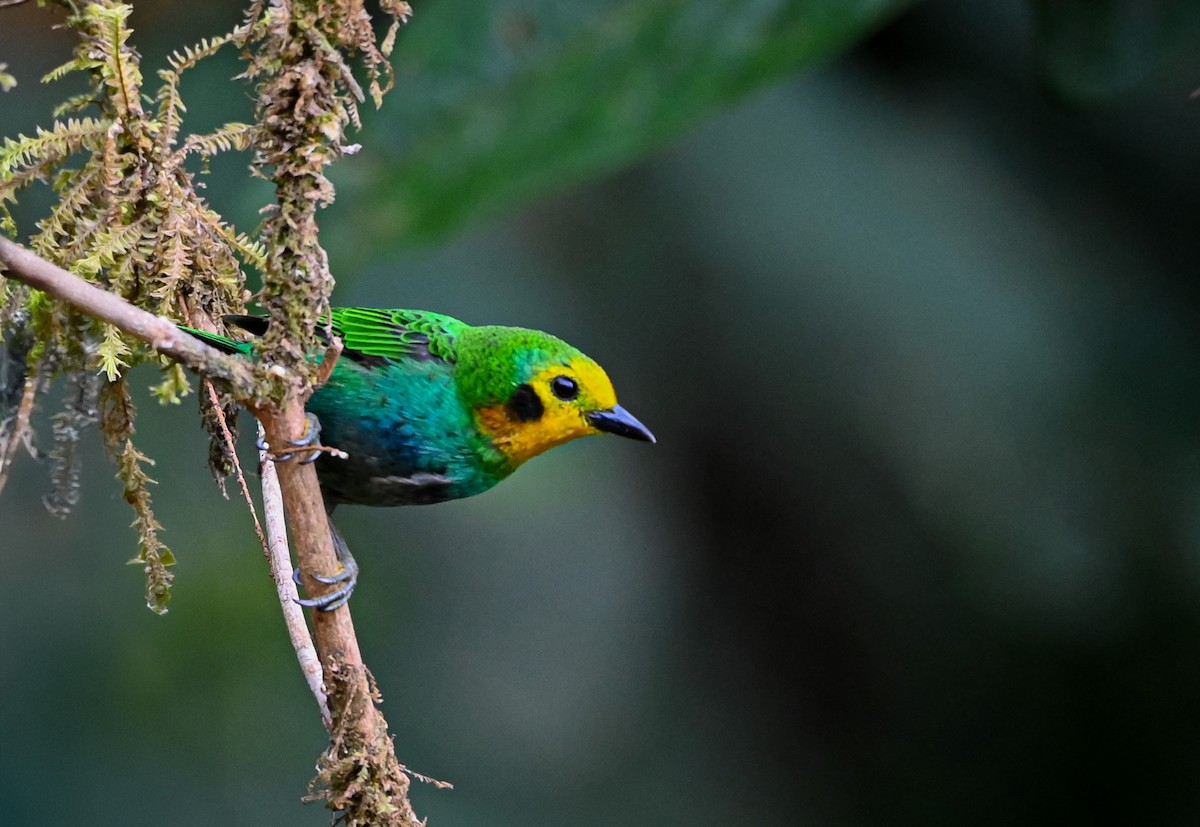 Multicolored Tanager - ML645503716