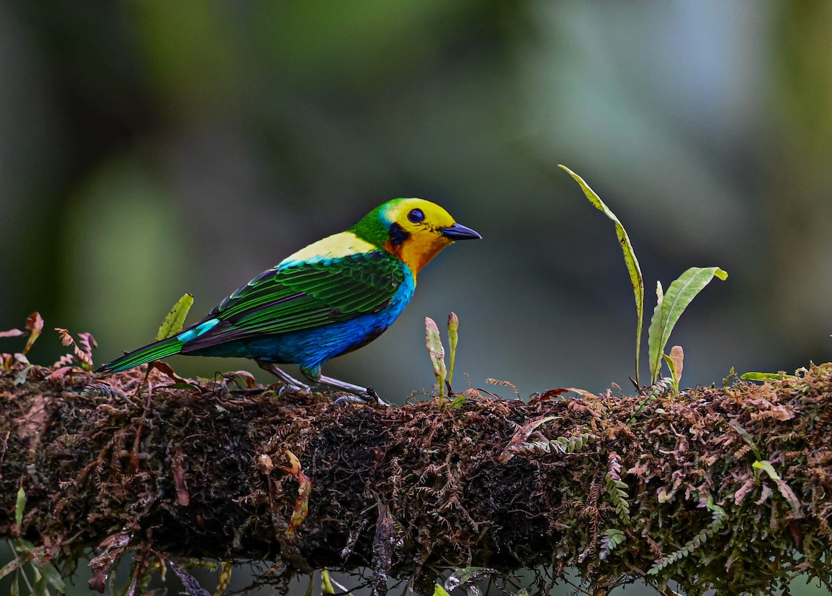 Multicolored Tanager - ML645503717