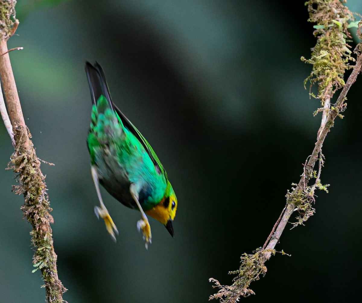 Multicolored Tanager - ML645503718