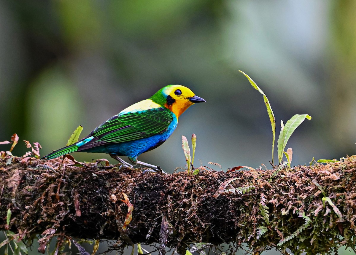 Multicolored Tanager - ML645503719