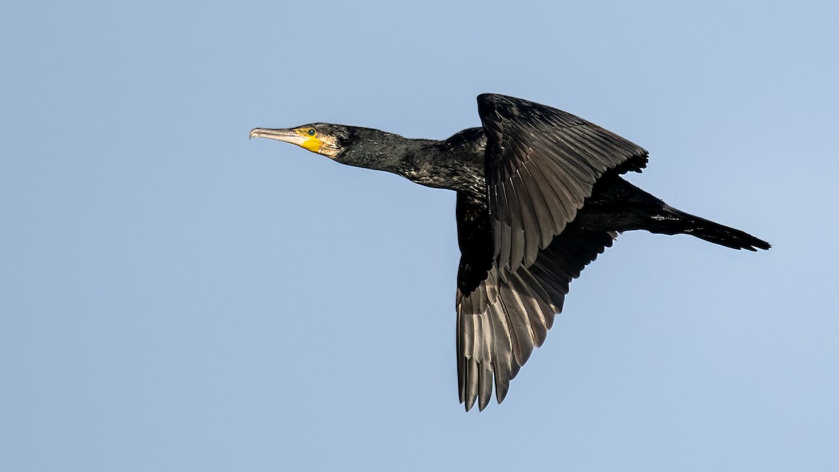 Great Cormorant - ML645503720