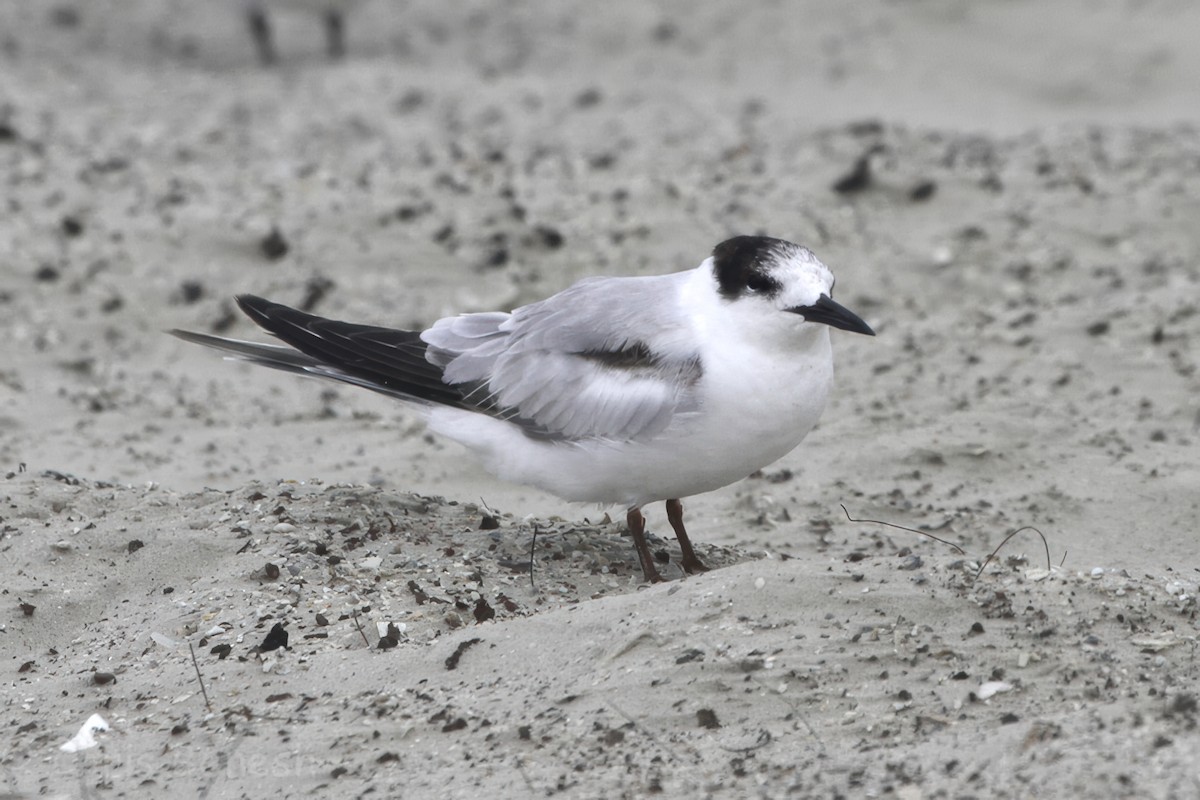 燕鷗 - ML645503723