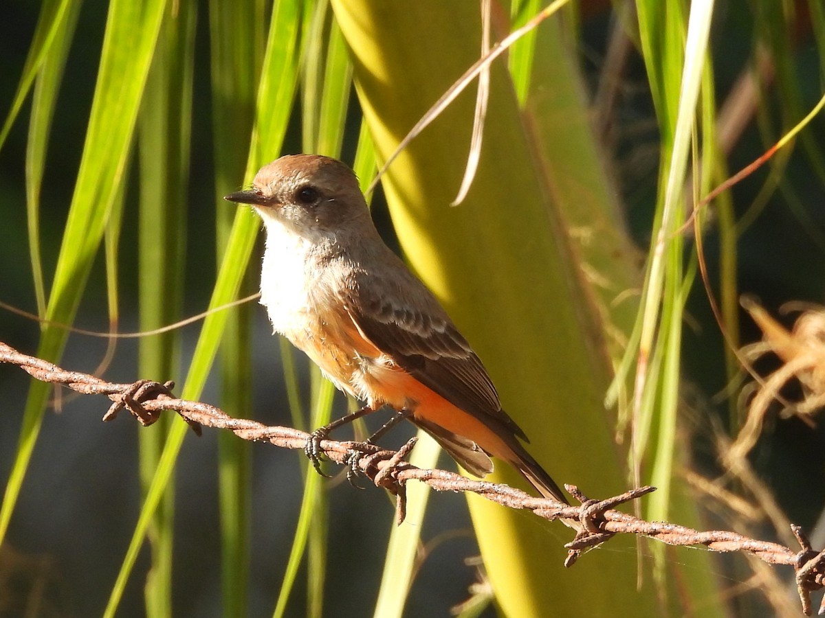 Vermilion Flycatcher - ML645503724