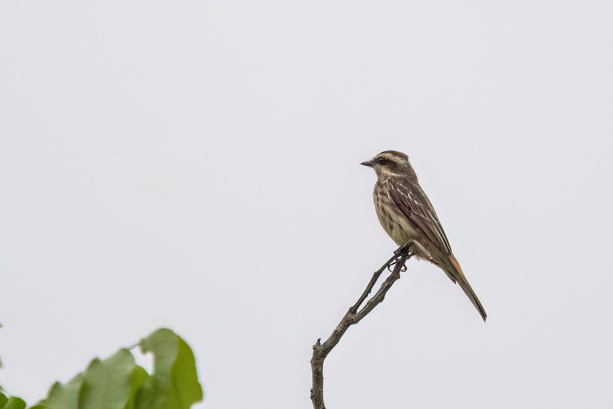 Variegated Flycatcher - ML645503739