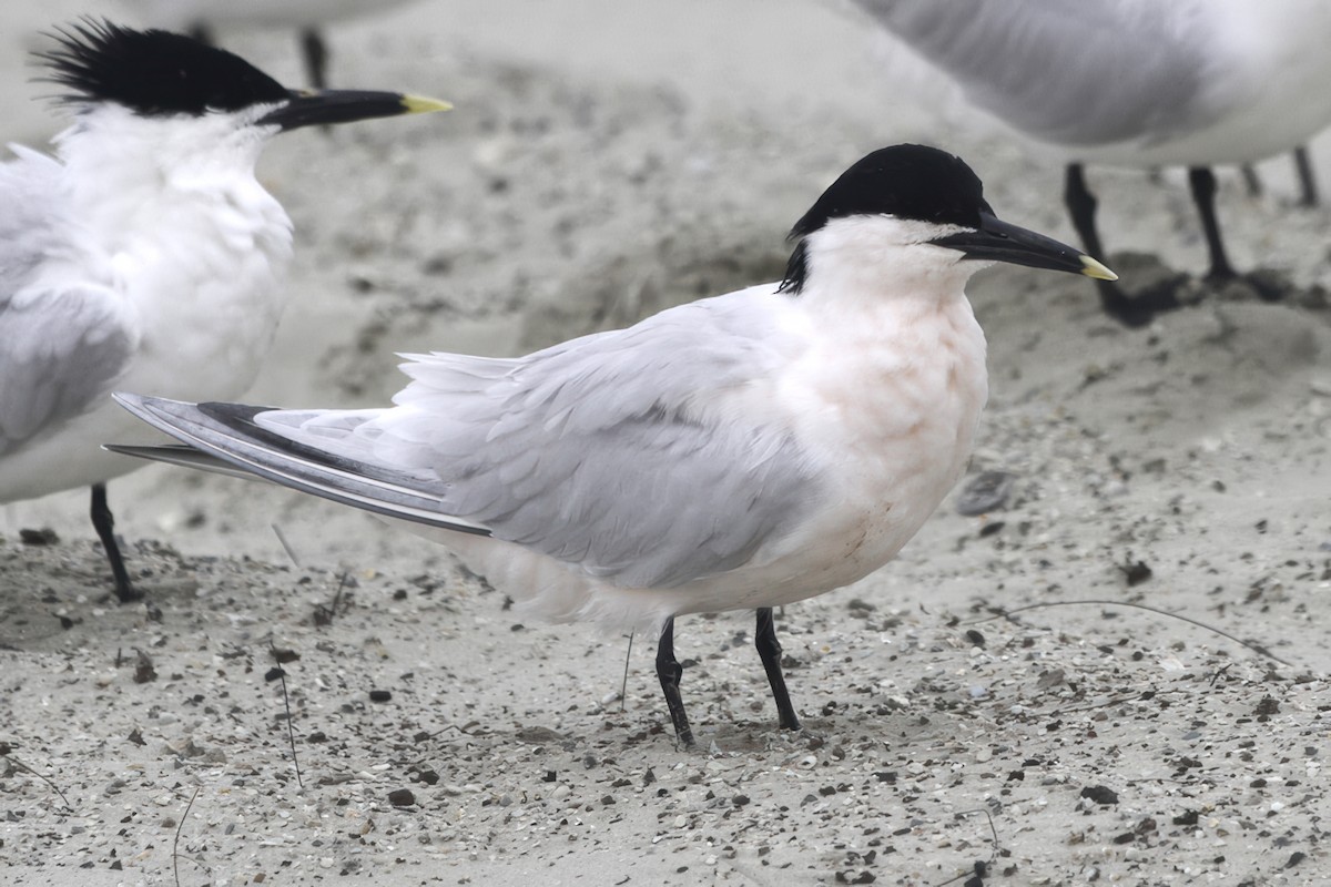 Sandwich Tern (Cabot's) - ML645503740
