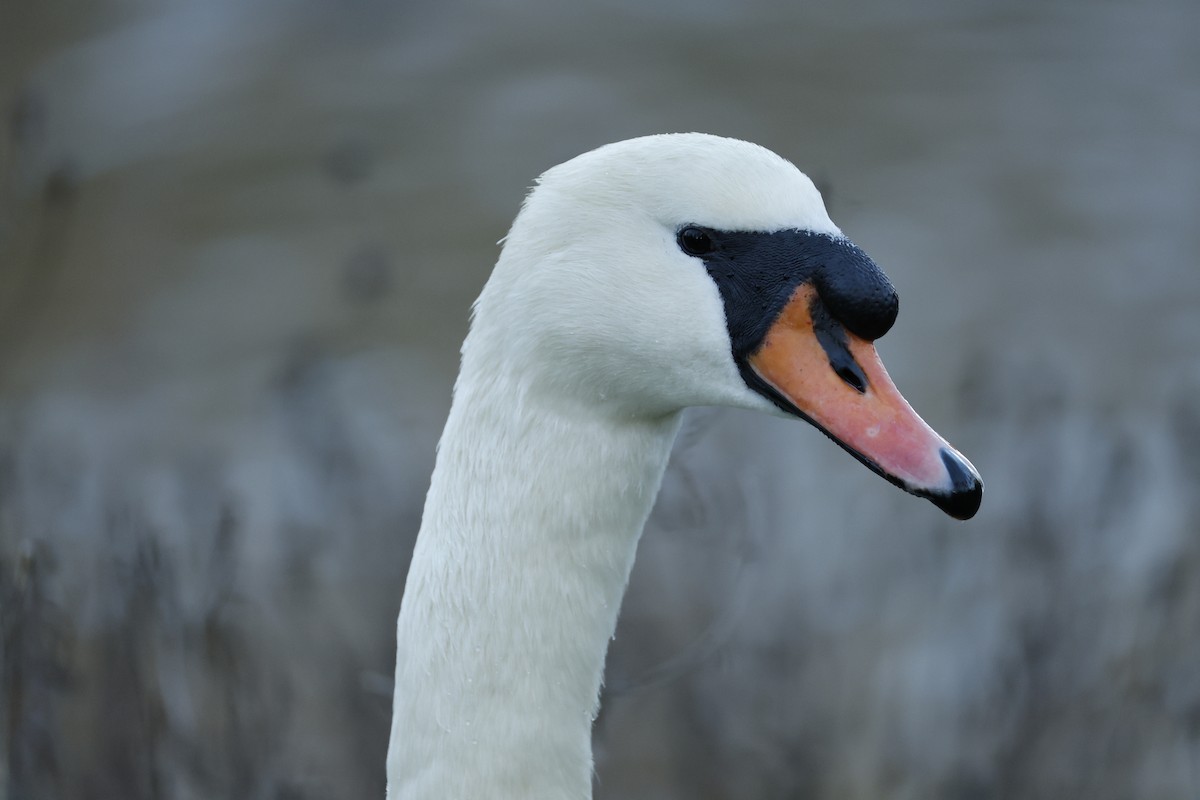 Mute Swan - ML645503752
