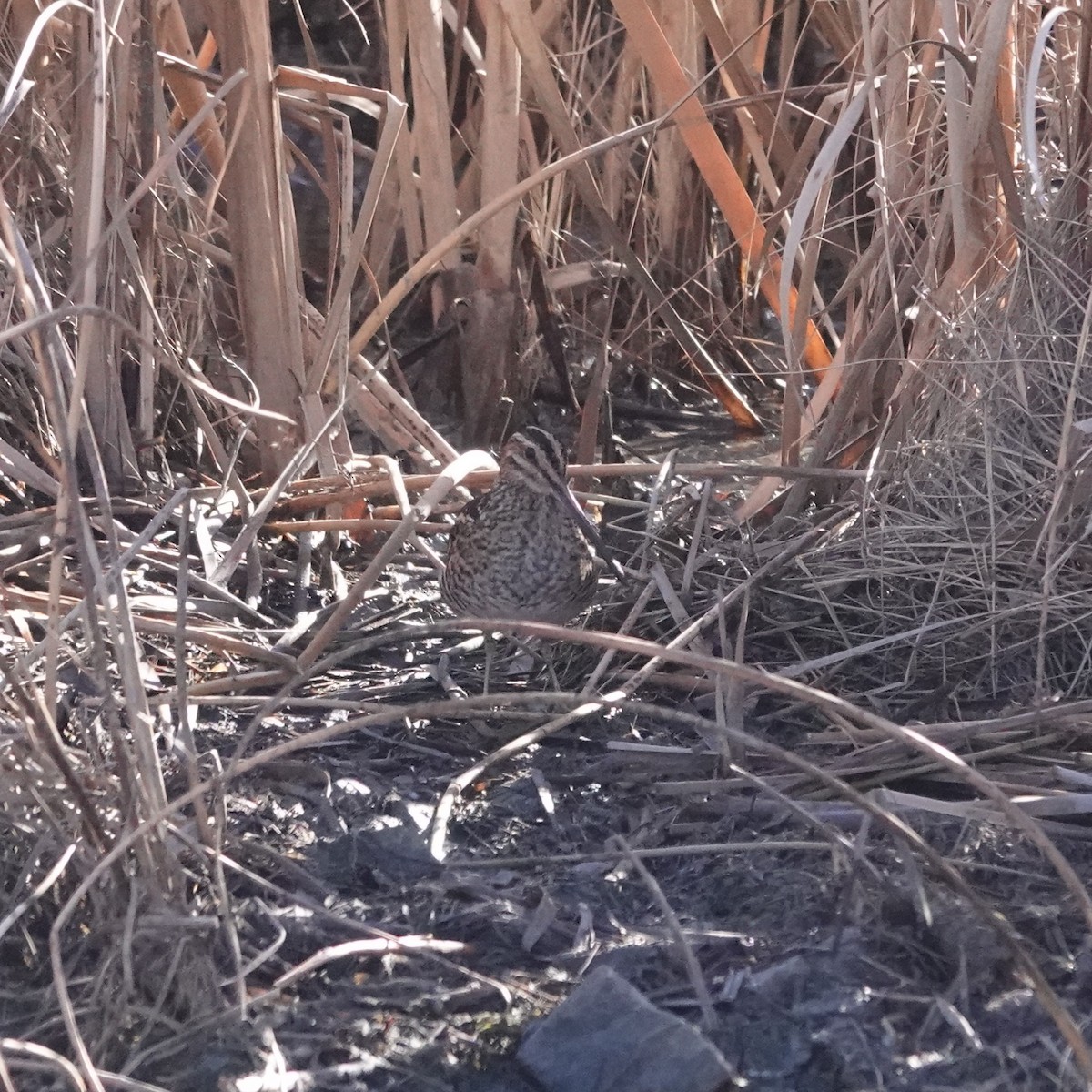 Wilson's Snipe - ML645503757