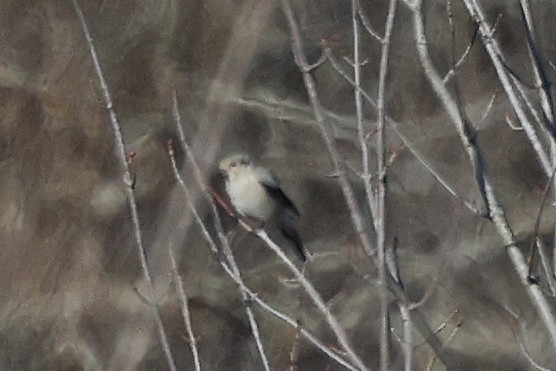 Northern Shrike - ML645503761