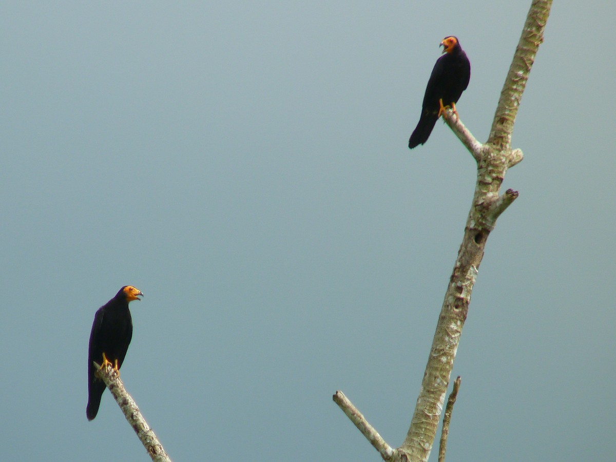 Siyah Karakara - ML645503763