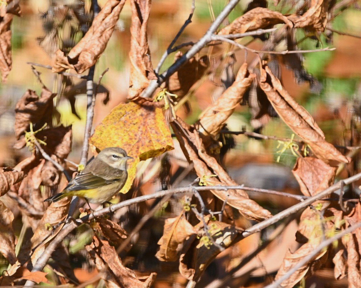 Palm Warbler - ML645503769