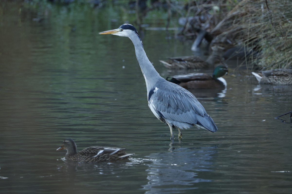 Gray Heron - ML645503776