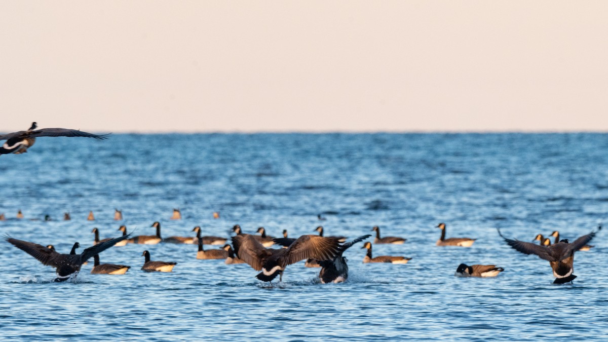 berneška velká - ML645503779