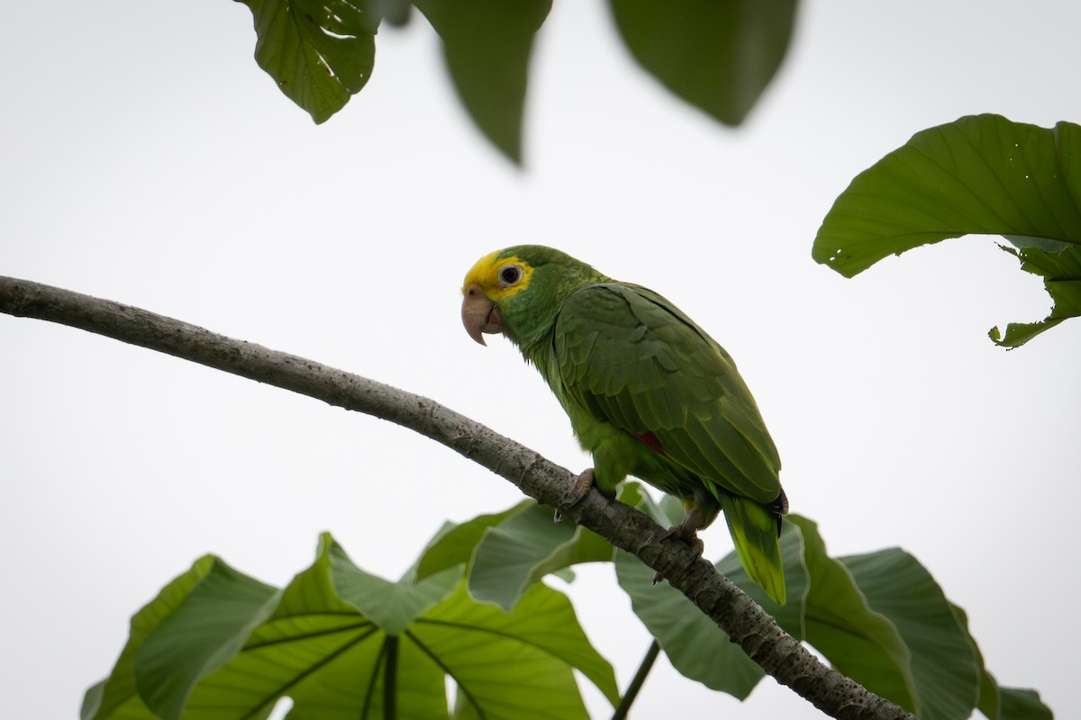 Yellow-headed Amazon - ML645503785