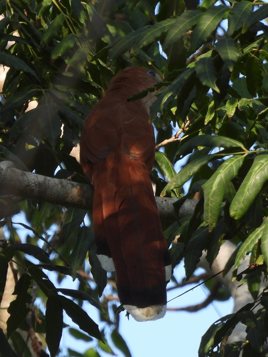 Mexican Squirrel-Cuckoo - ML645503789