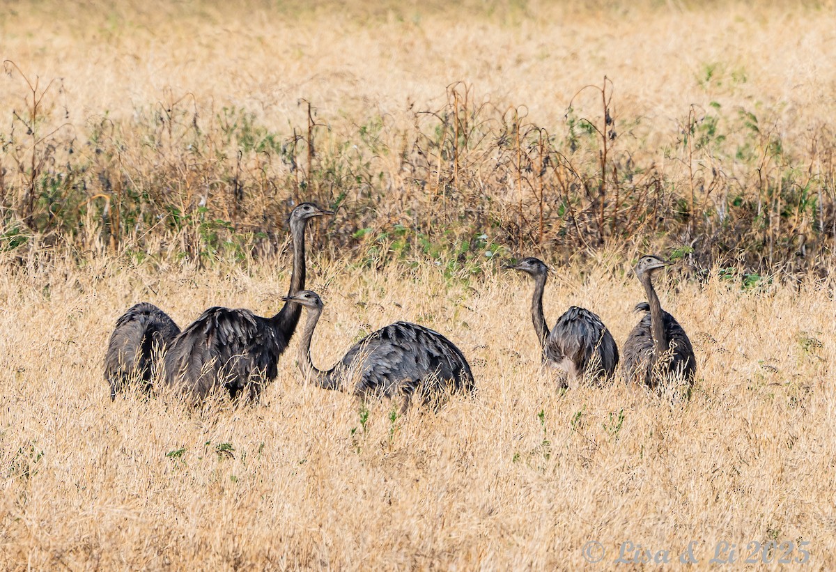 Greater Rhea - ML645503790