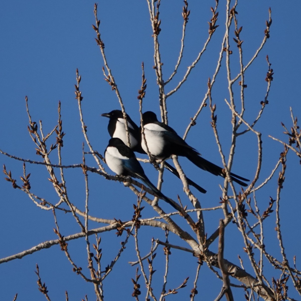 straka americká - ML645503791